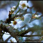 Blüten des alten Vogelkirschbaums