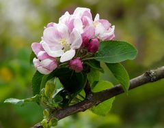 Blüten des Apfelbaums