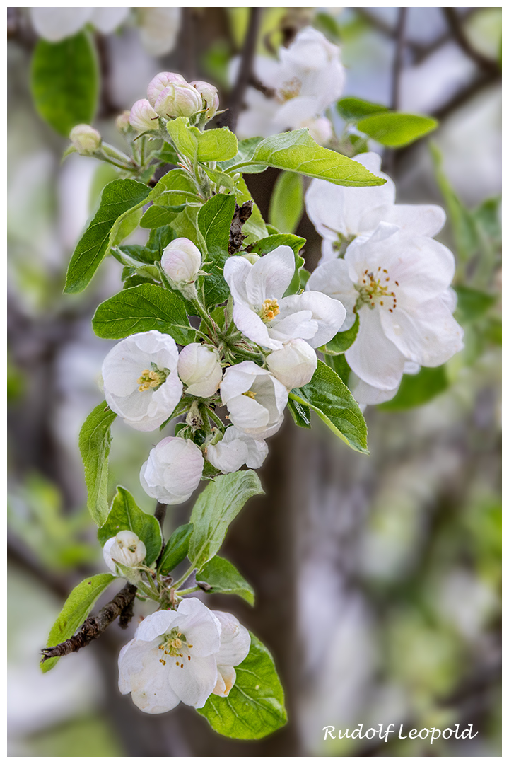 Blüten des Apfelbaums