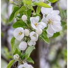 Blüten des Apfelbaums
