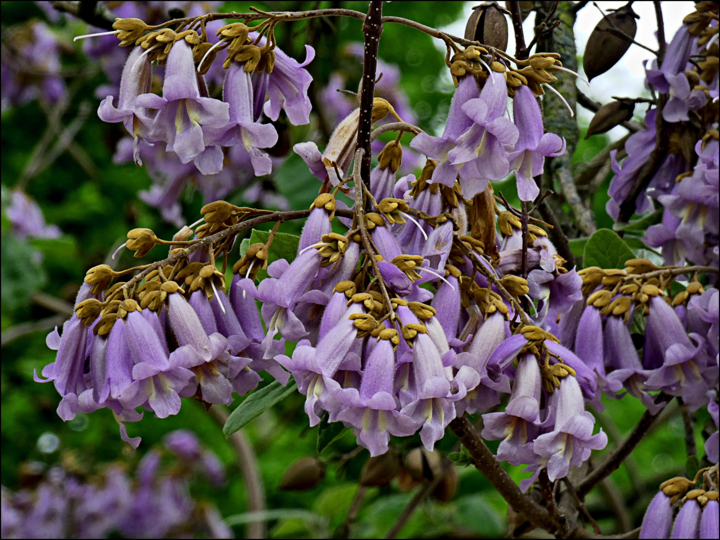 Blüten des Blauglockenbaums