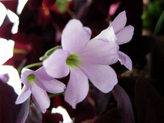 Blüten des "dreieckigen Glücksklees"