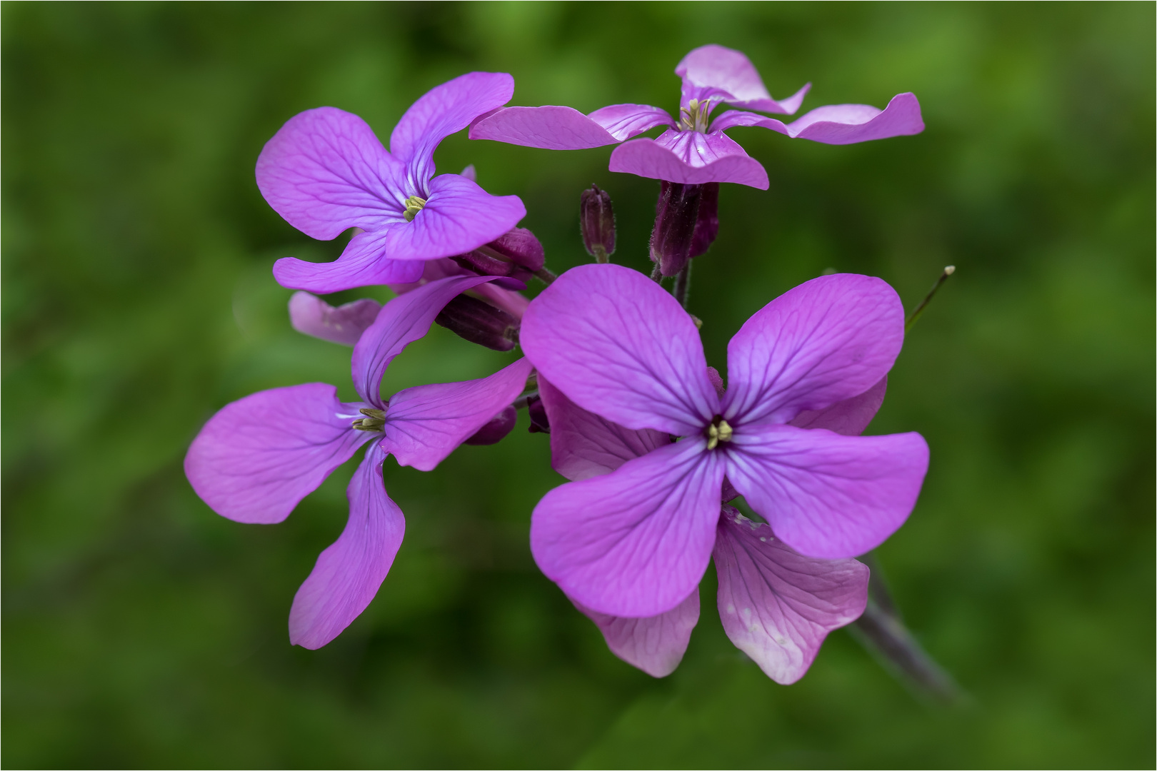 Blüten des "Einjähriges Silberblatt" - Lunaria annua