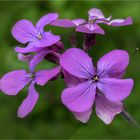 Blüten des "Einjähriges Silberblatt" - Lunaria annua