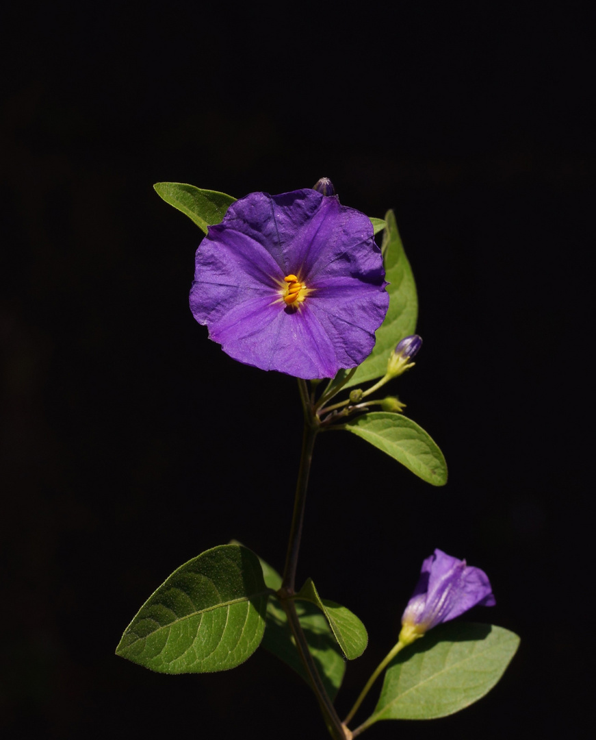 Blüten des Enzianbaums.