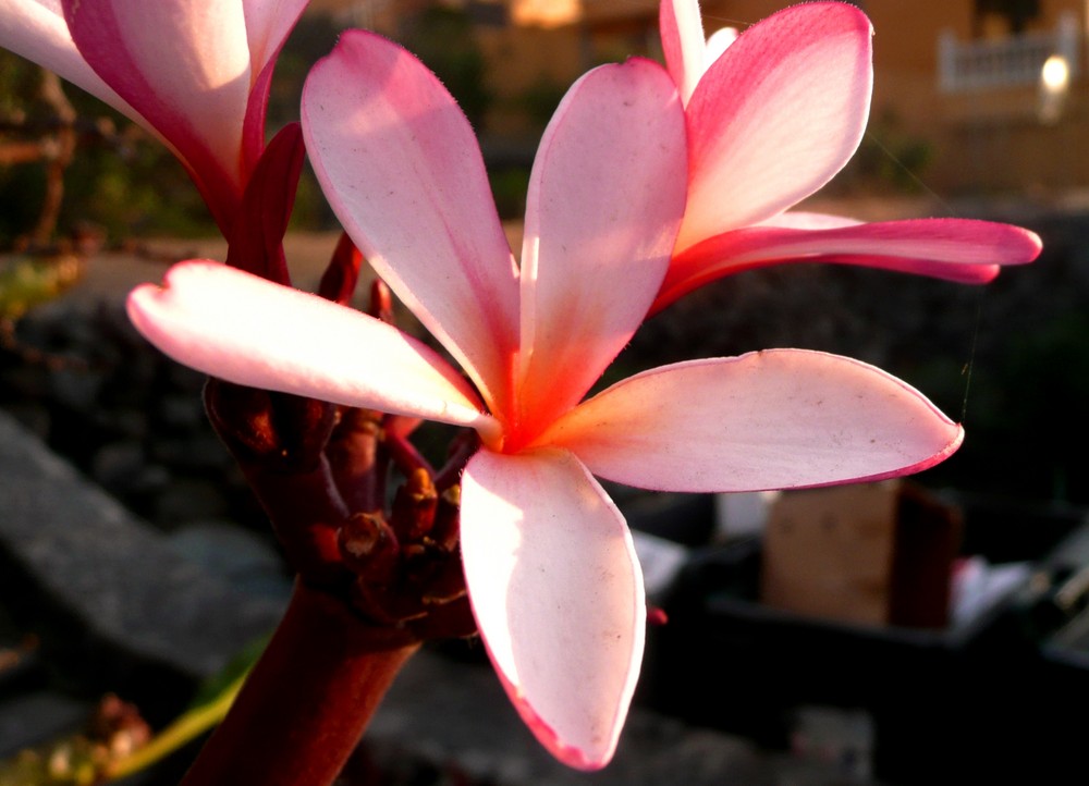 Blüten des Frangipani-Baums in Vueltas -den Baumnamen hat mir Dieter Scriba genannt