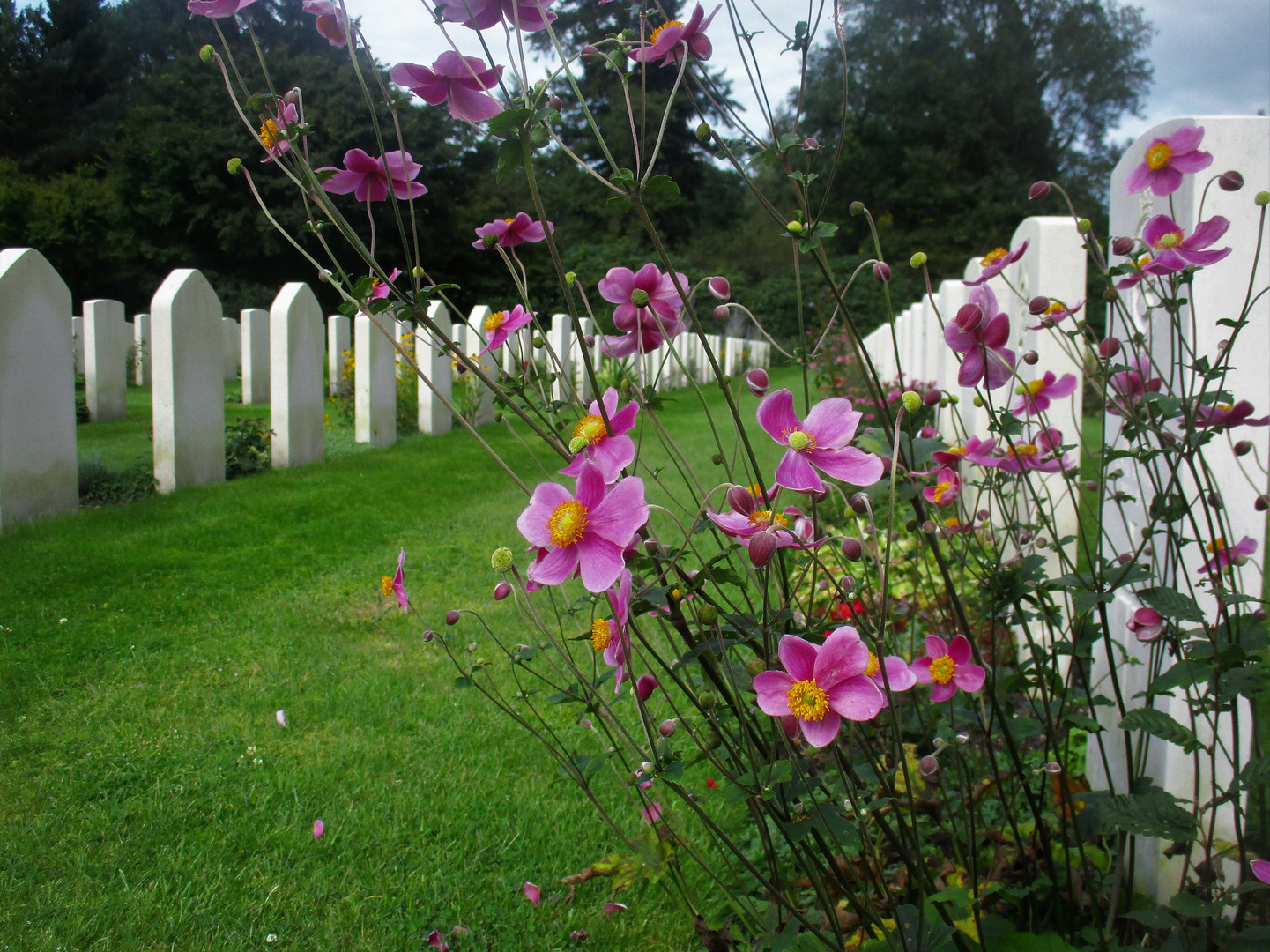 Blüten des Friedens