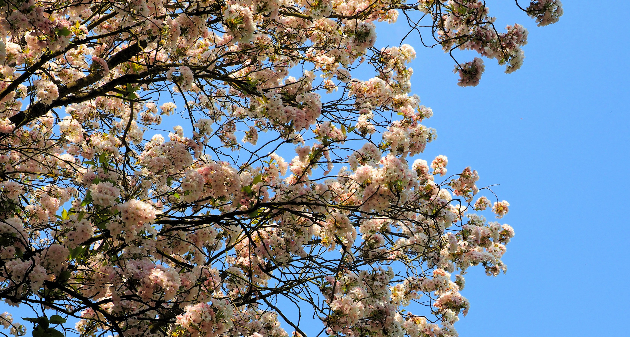 Blüten des Frühlings....