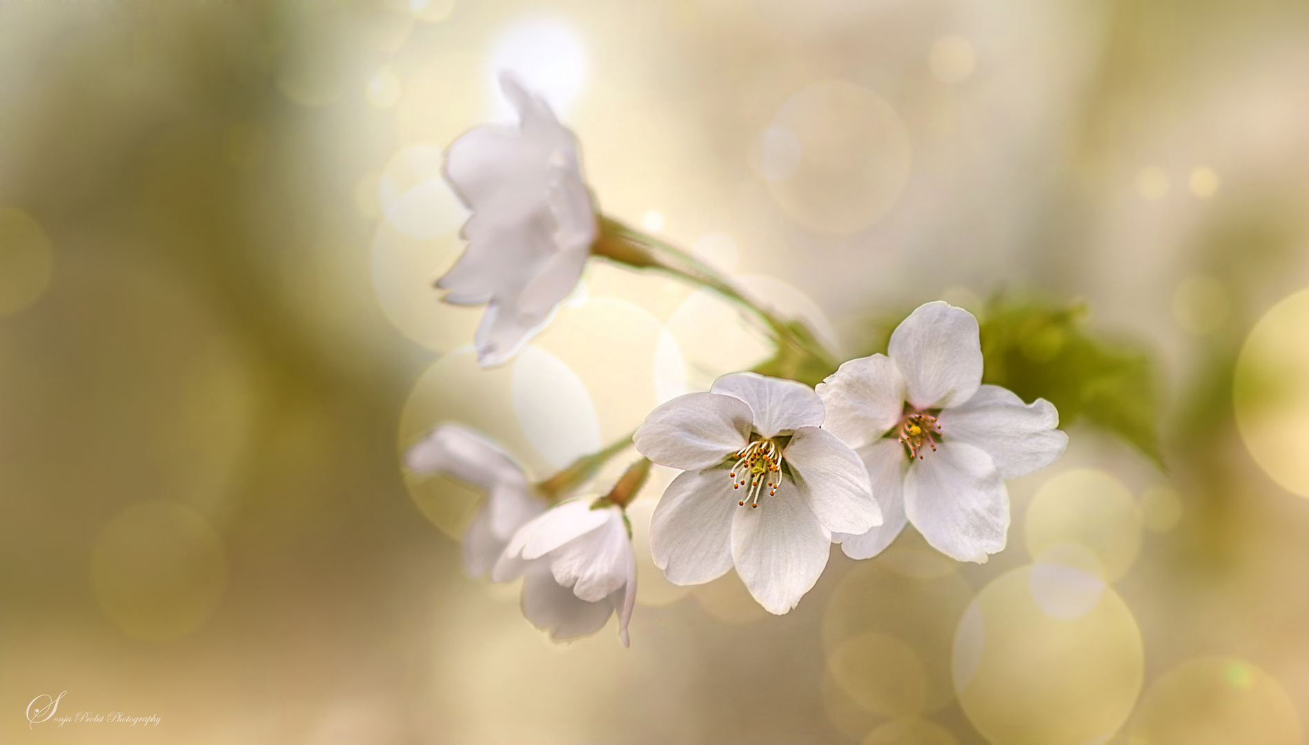 Blüten des Frühlings