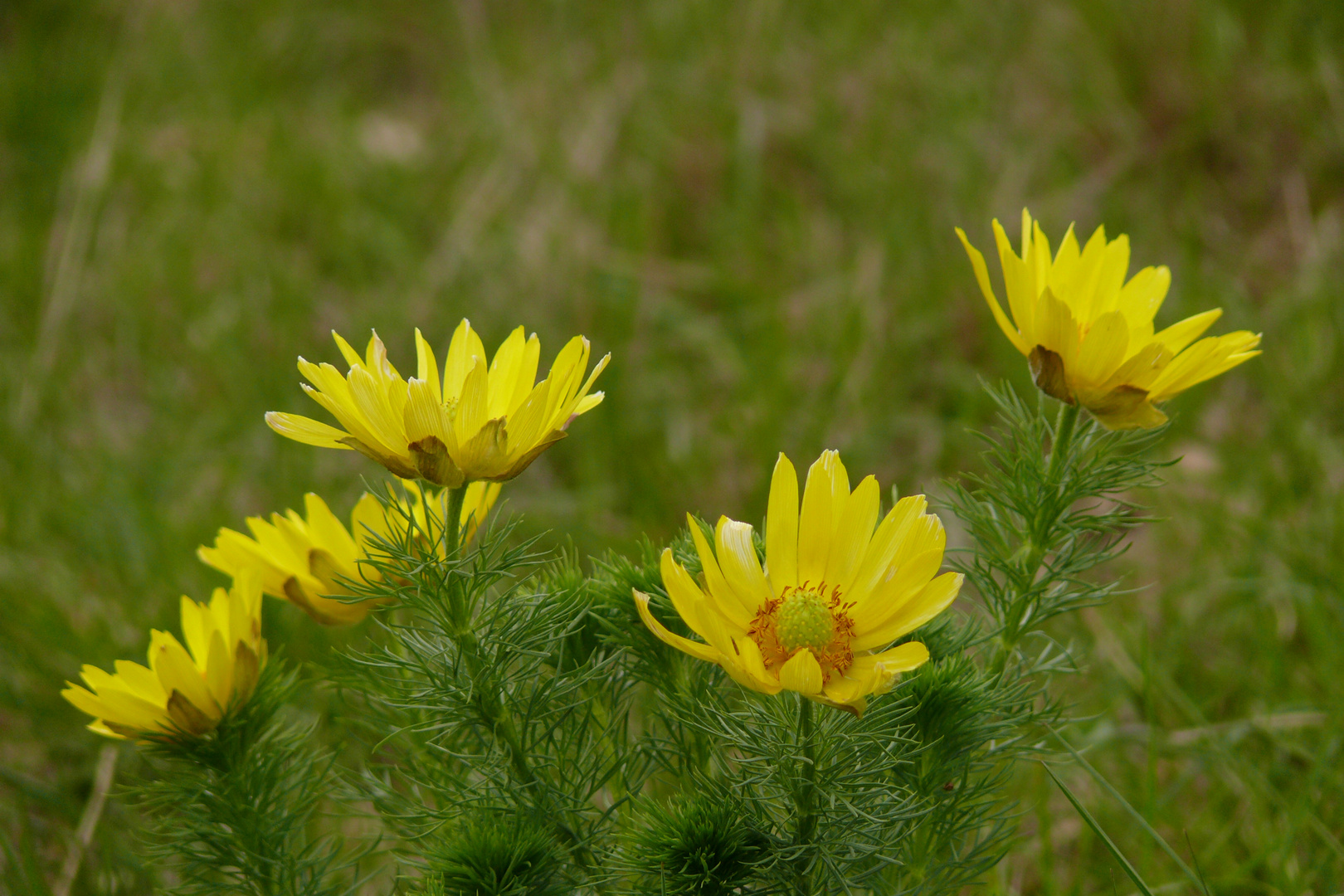 Blüten des Frühlingsadonisröschens