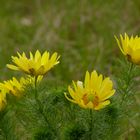 Blüten des Frühlingsadonisröschens