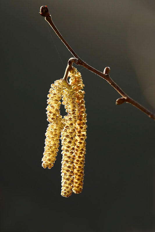 Blüten des Haselstrauchs im Licht