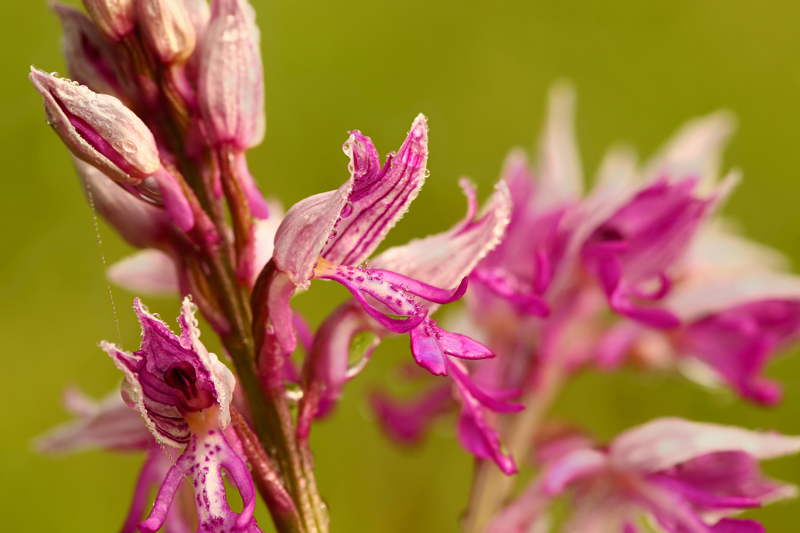 Blüten des Helmknabenkraut