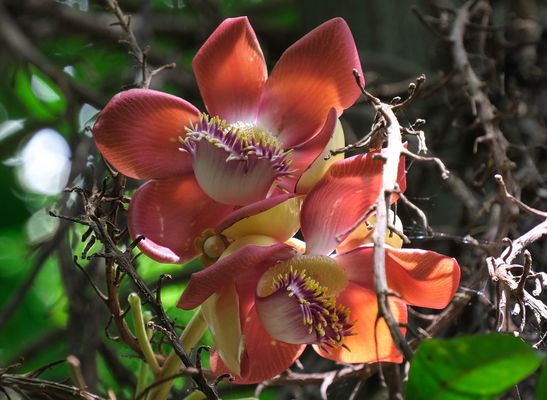 ...Blüten des Kanonenkugelbaumes...