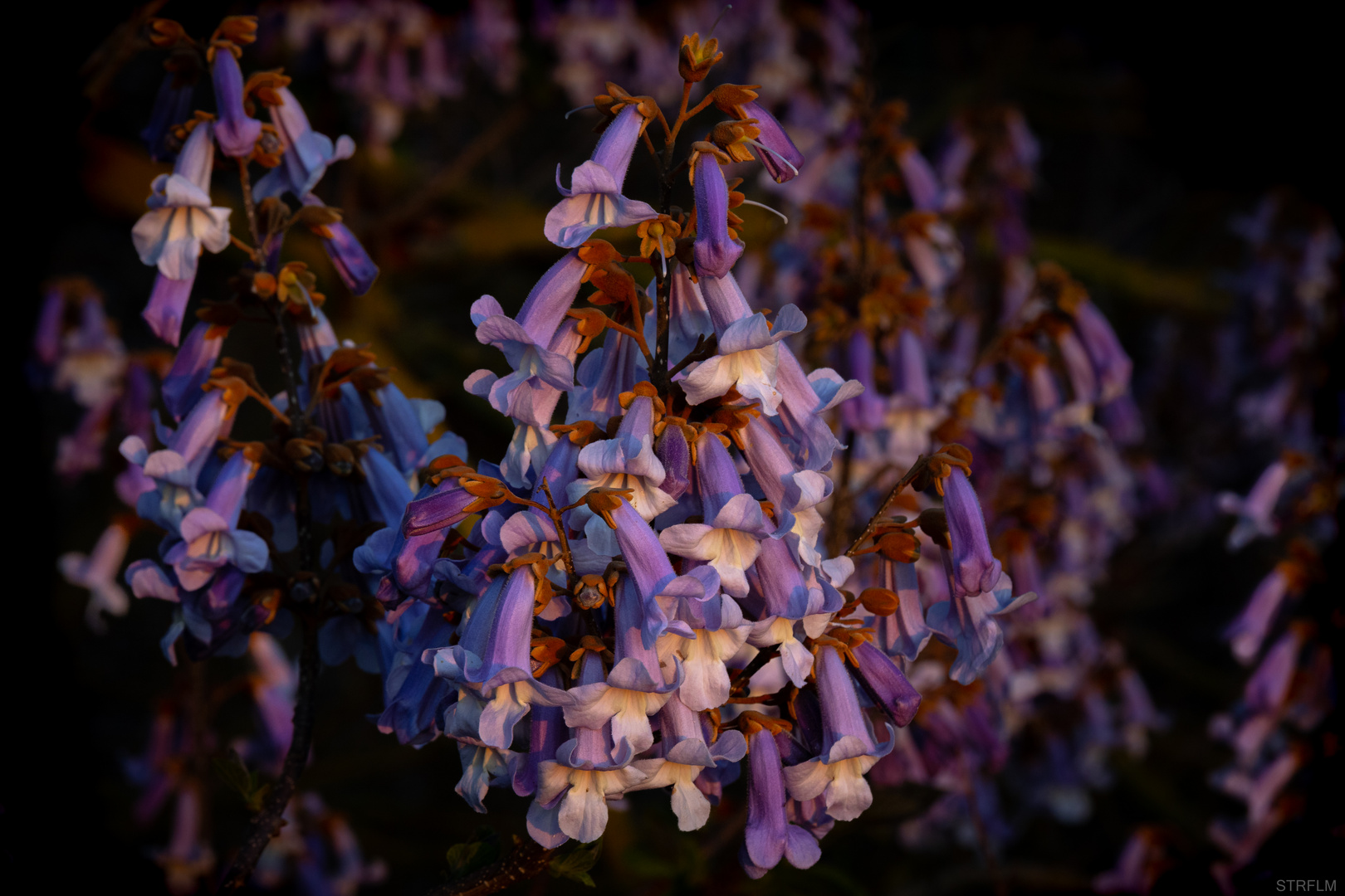 Blüten des Kiribaumes