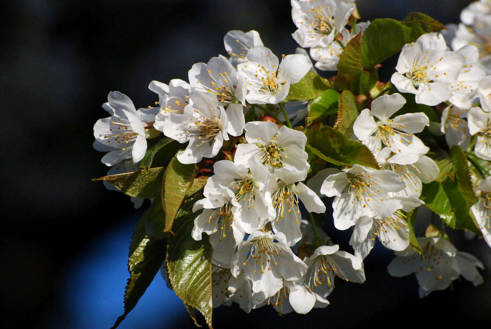 Blüten des Kirschbaumes