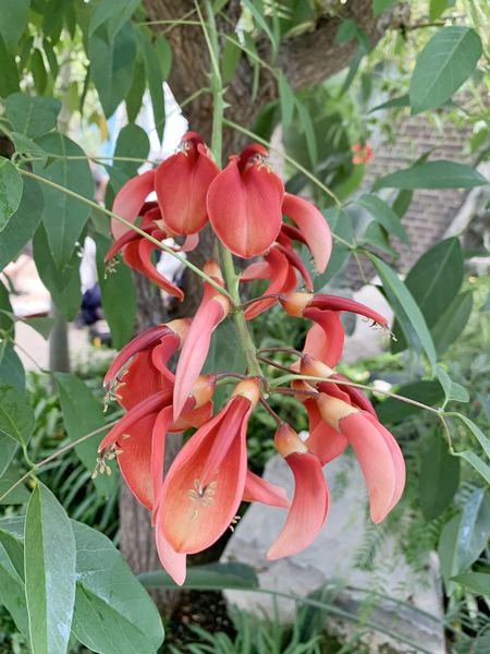 Blüten des Korallenbaum  Erythrina crístagalli