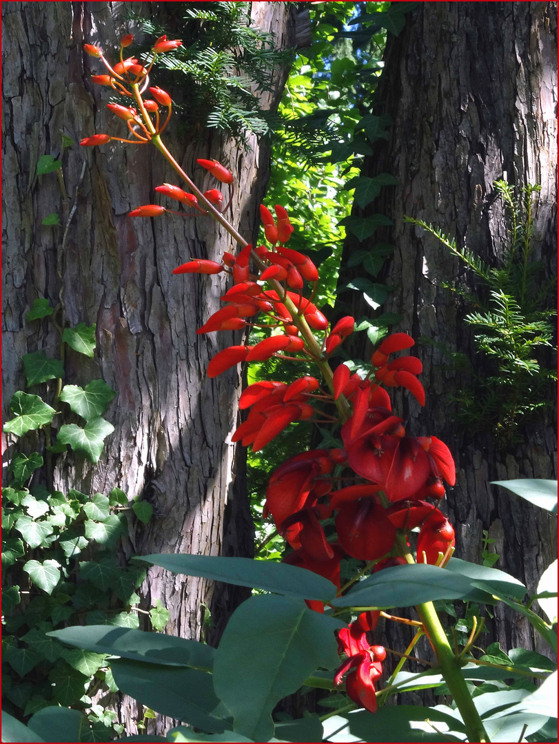 Blüten des Korallenstrauches