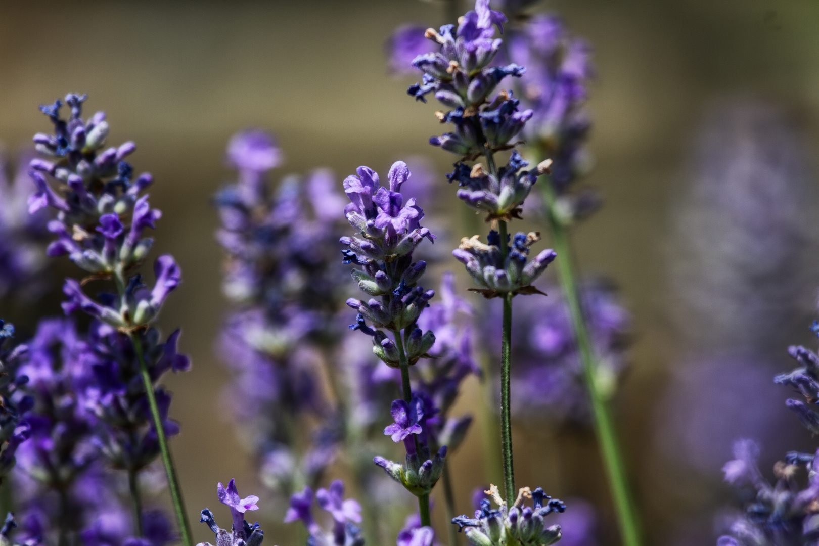 Blüten des Lavendel