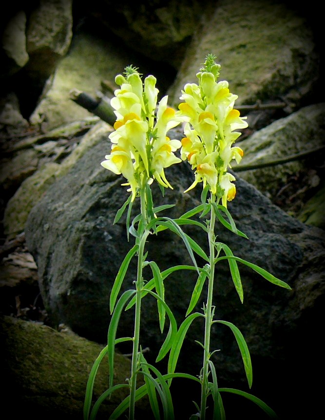 Blüten des Leinkrauts,