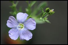 Blüten des Leinsamens