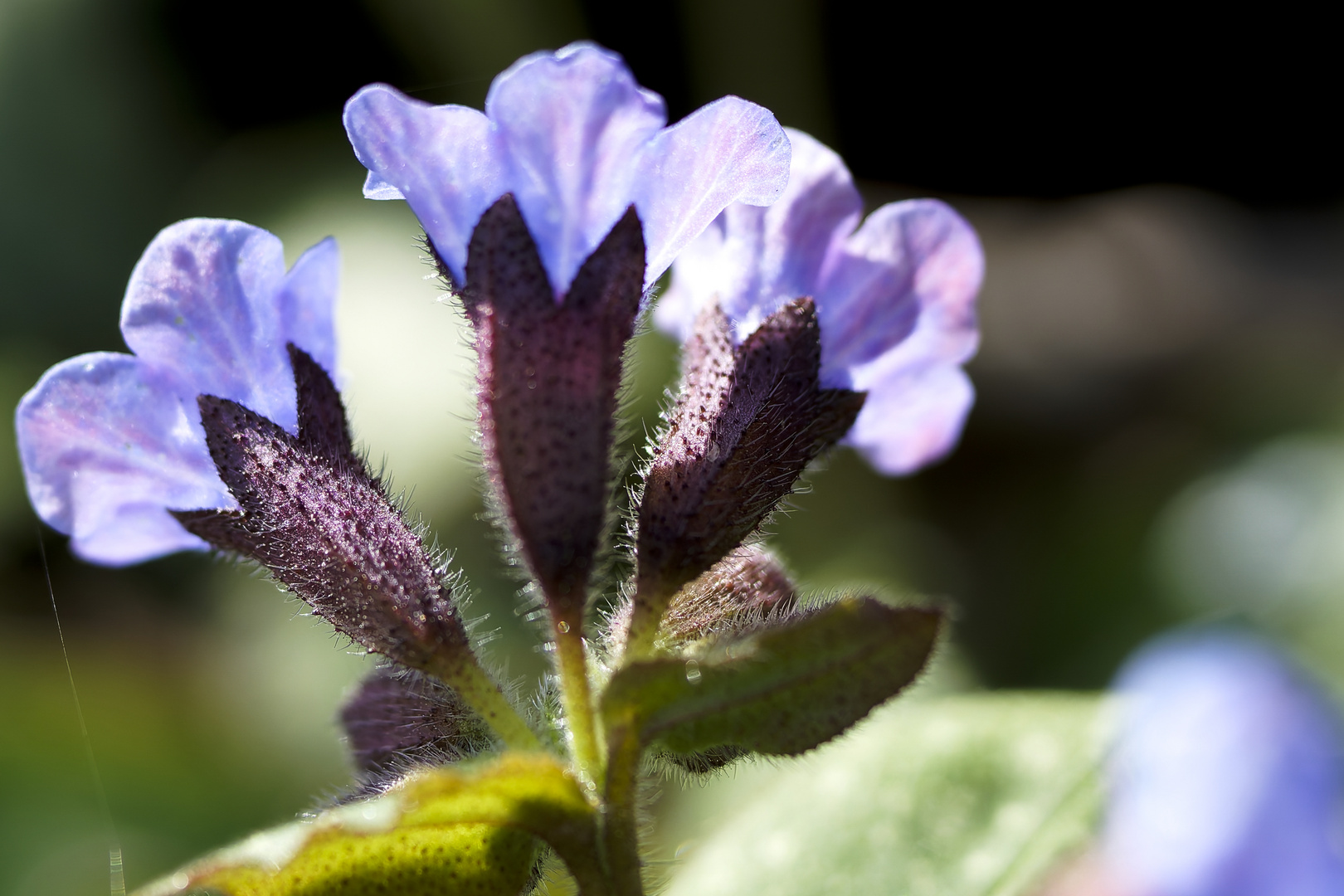 Blüten des Lungenkrauts