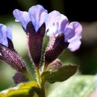 Blüten des Lungenkrauts