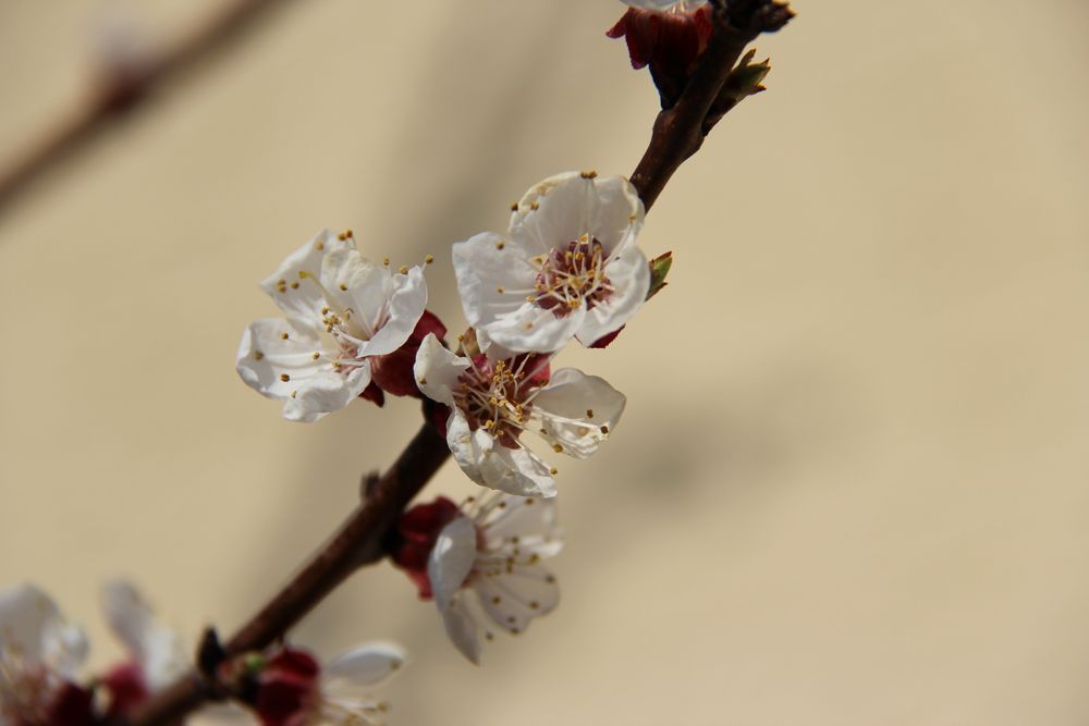 Blüten des Marillenbaums