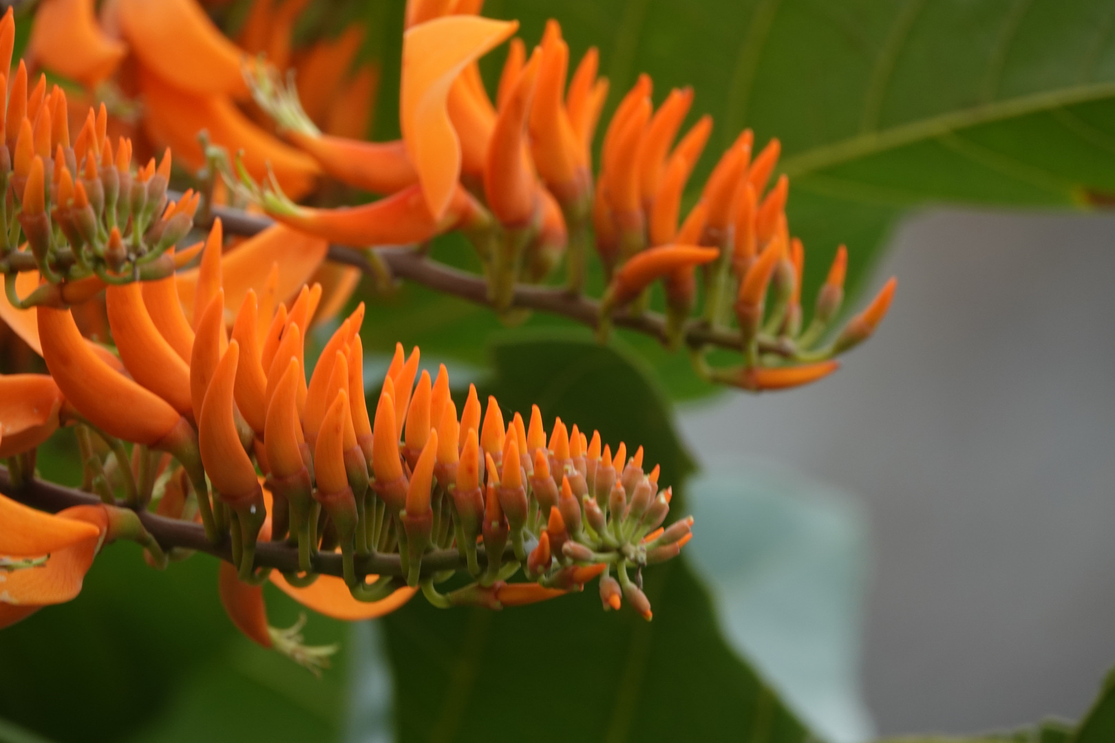 Blüten des Mulungu- oder Korallenbaumes