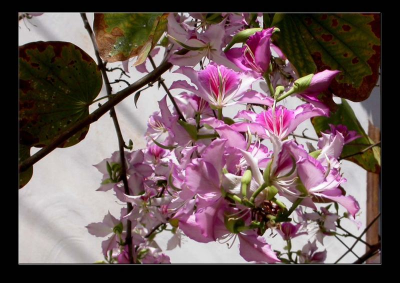 Blüten des Orchideenbaumes