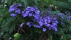 Blüten des Palisanderholzbaums