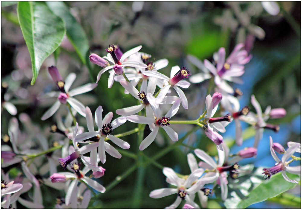 Blüten des persischen Flieders