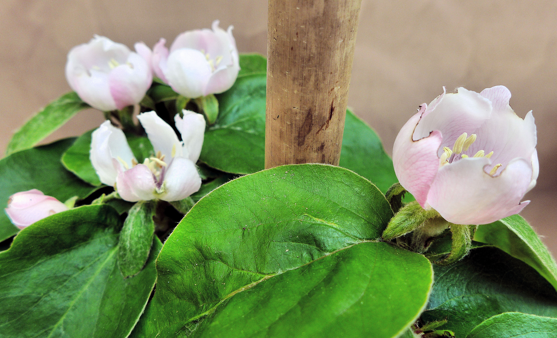 Blüten des Quittenbaumes