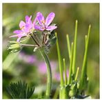 Blüten des Reiherschnabels