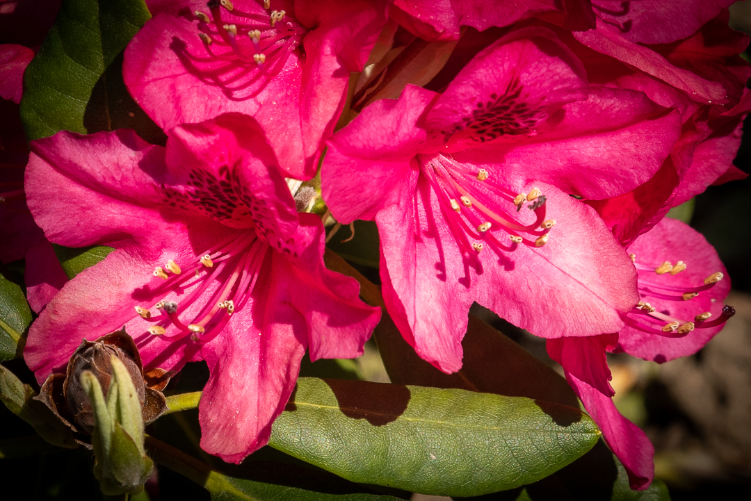 Blüten des Rhododendron