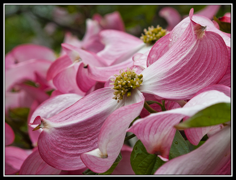 Blüten des roten Blumenhartriegels