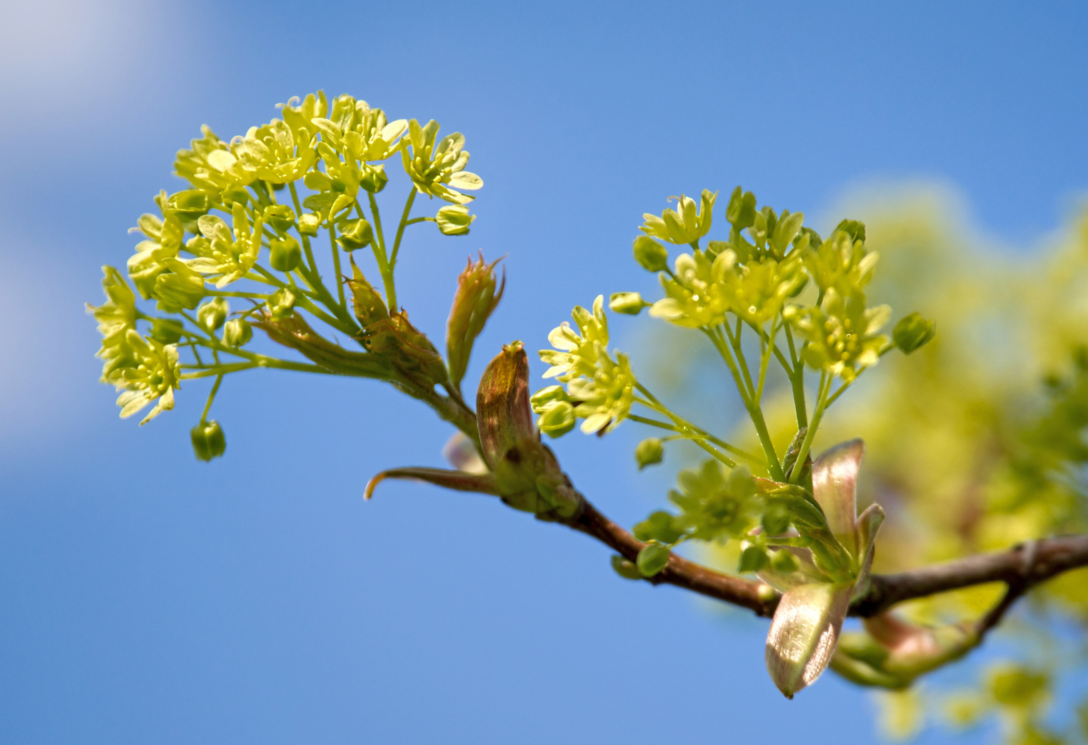 Blüten des Säulenförmigen Spitz-Ahorns