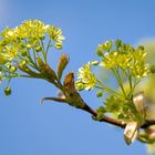 Blüten des Säulenförmigen Spitz-Ahorns