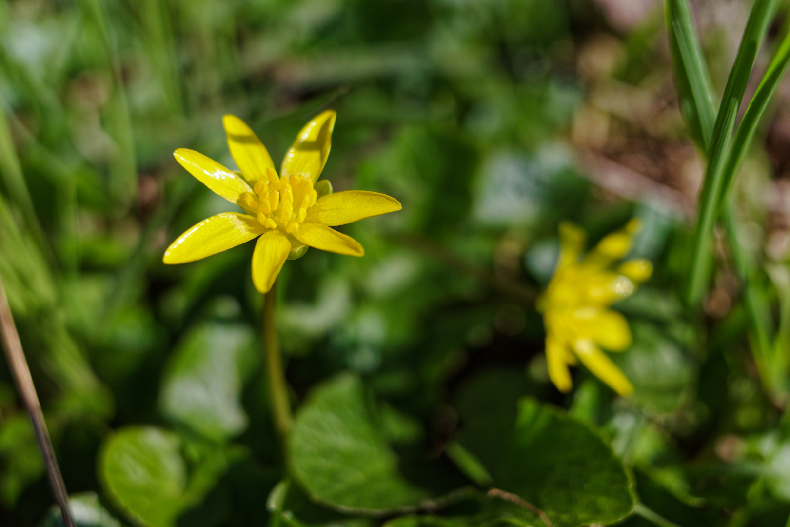 Blüten des Scharbockskrauts