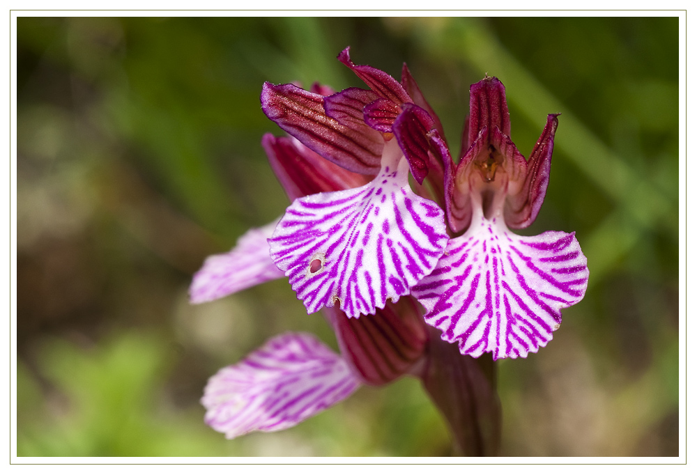 Blüten des Schmetterlingsknabenkrautes