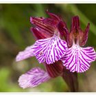 Blüten des Schmetterlingsknabenkrautes