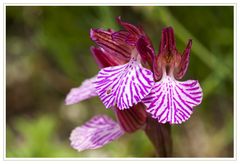 Blüten des Schmetterlingsknabenkrautes