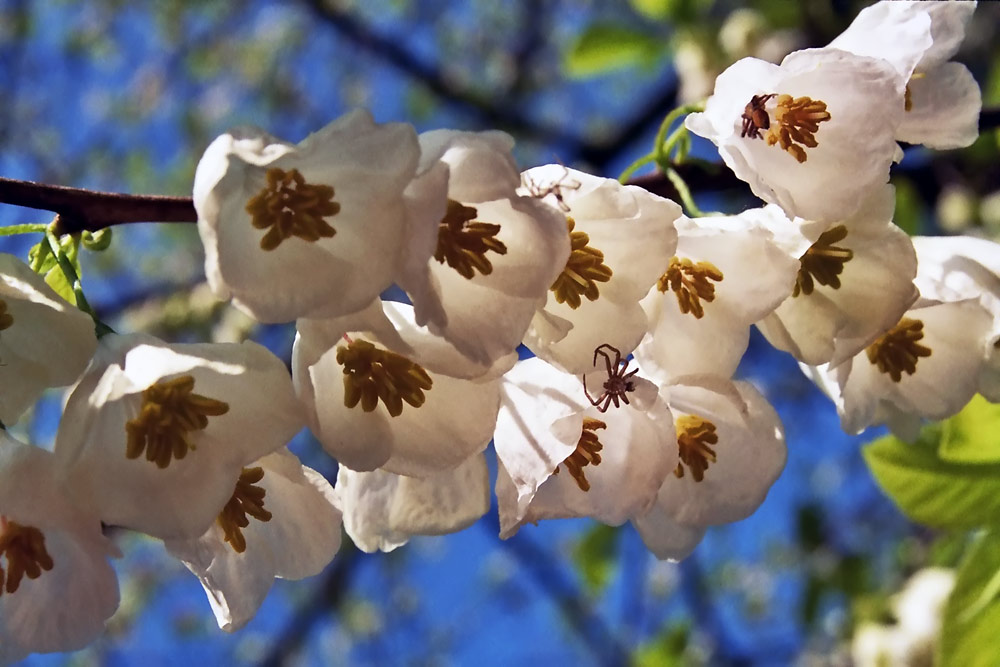 Blüten des Schneeglöckchenbaumes (mit Spinnen)