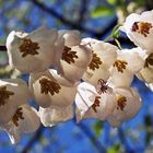 Blüten des Schneeglöckchenbaumes (mit Spinnen)