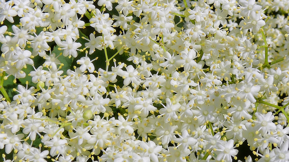 Blüten des Schwarzen Holunder [Sambucus nigra]