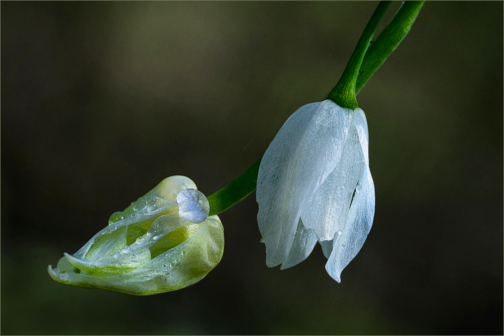 Blüten des Seltsamen Lauchs ...