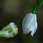 Blüten des Seltsamen Lauchs ...