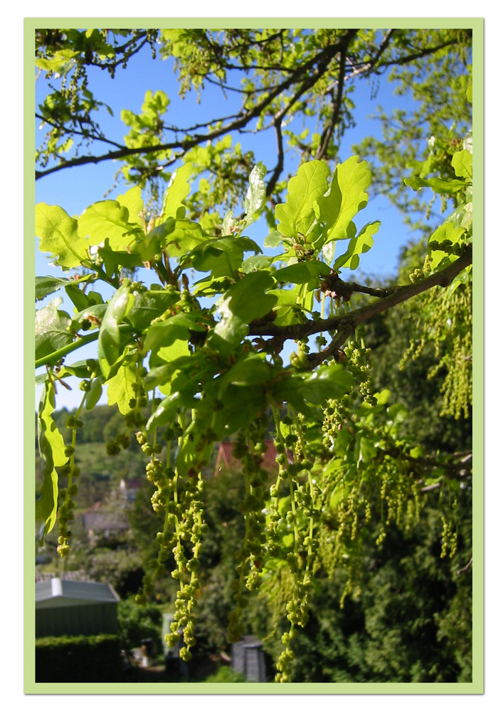 Blüten des Sommers