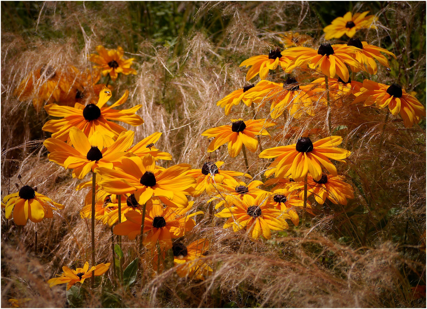 Blüten des Sommers...