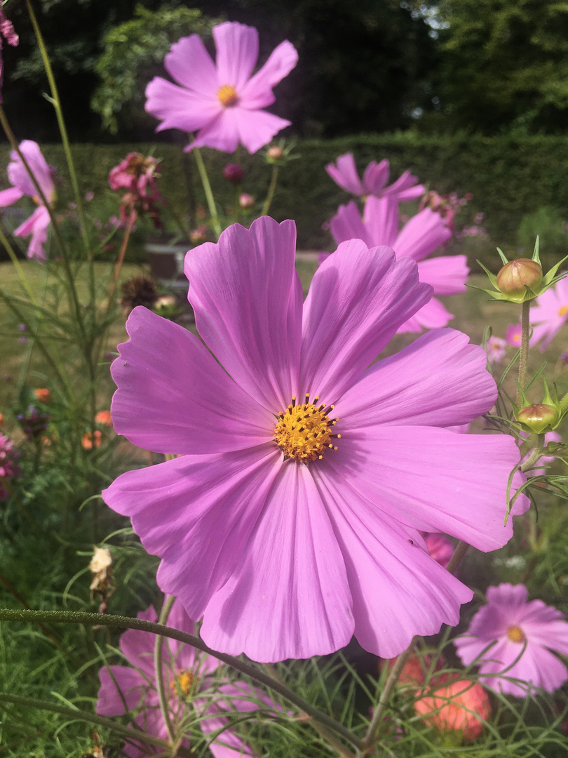 Blüten des Spätsommers